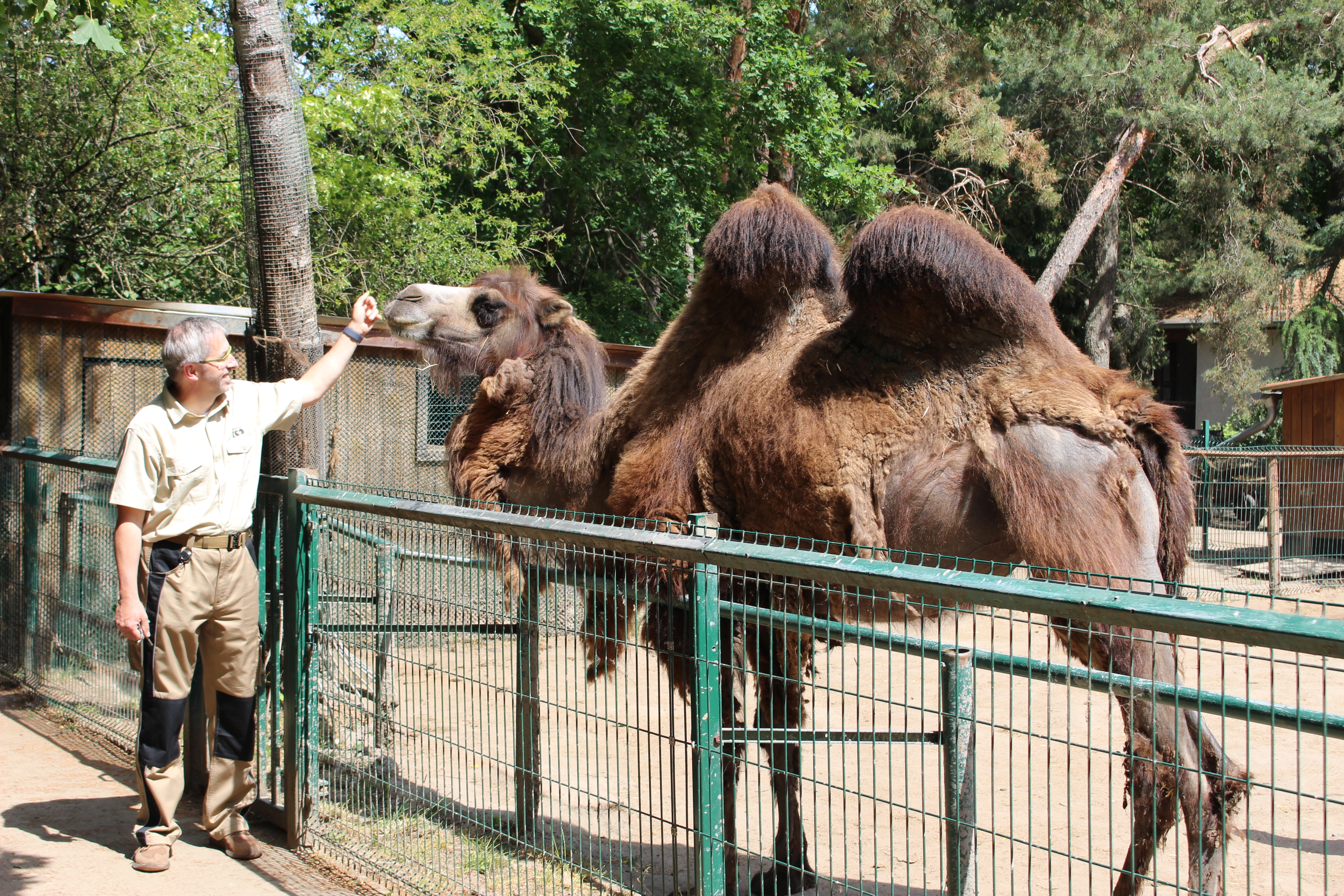 Zooleiter mit Kamel