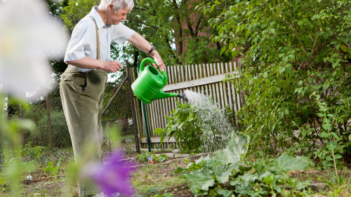 Ein älterer Herr steht im Garten und gießt mit einer Gießkanne die Blumen.