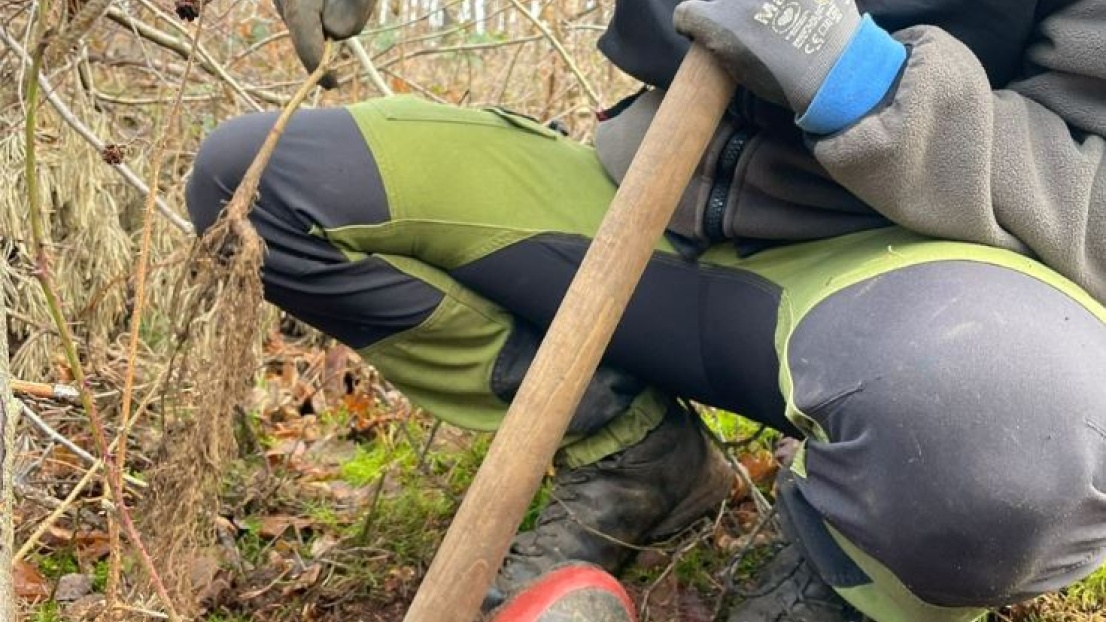 Nahaufnahme von Händen in Arbeitshandschuhen, die mit einem Spaten im moosigen Waldboden graben und eine Jungpflanze mit Wurzeln aus der Erde ziehen