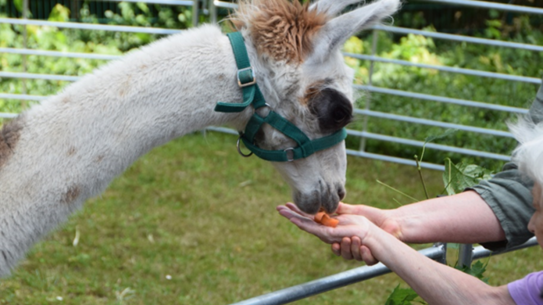 Ein weißes Lama beugt sich über einen Zaun und frisst ein Stück Möhre aus der Hand einer Seniorin