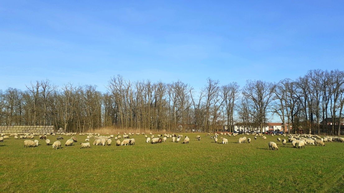Schafe weiden auf einer grünen Grasfläche mit kahlen Bäumen im Hintergrund