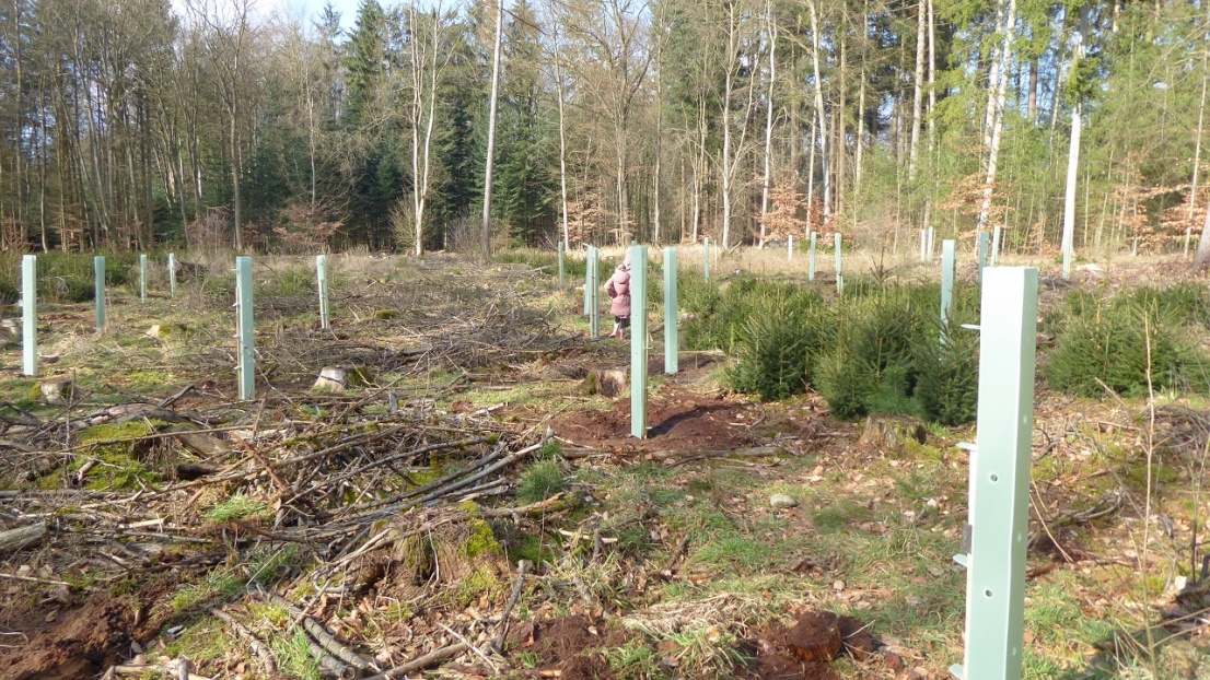 Auf einer Lichtung im Wald stehen viele Jungbäumchen, die von einer Schutzhülle umhüllt sind