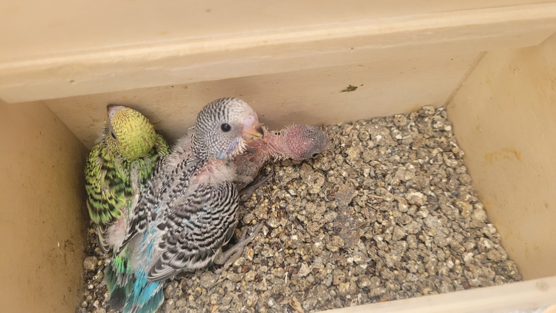 Drei Wellensittiche Babys sind im Brutkasten