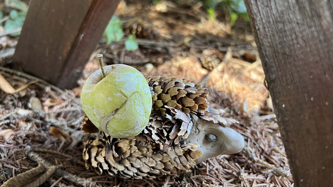 Igel