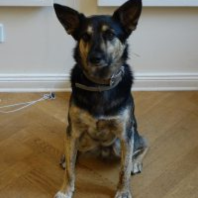 Ein schwarz-brauner Hund sitzt auf dem Boden