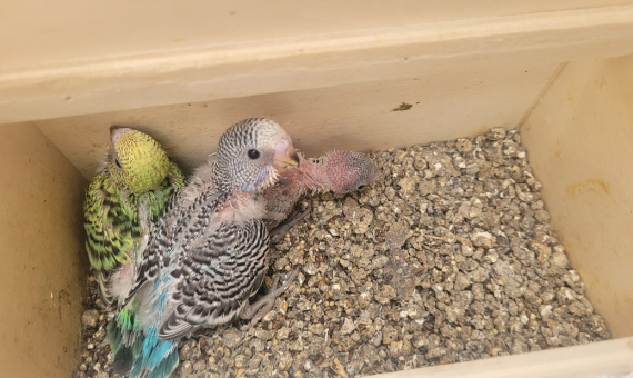 Drei Wellensittiche Babys sind im Brutkasten